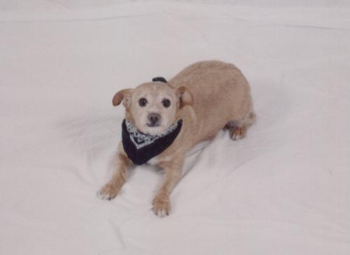 dogs, puppies, animals pets, furry canines, furry  - dogs, puppies, animals pets, furry canines, furry friends, Alli