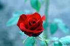 red rose - red rose