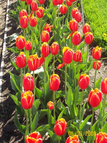 lovely tulips - beautiful, colorful flowers