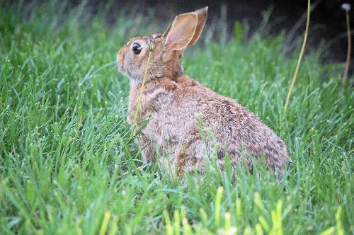bunny - They have gotten used to me taking their picture