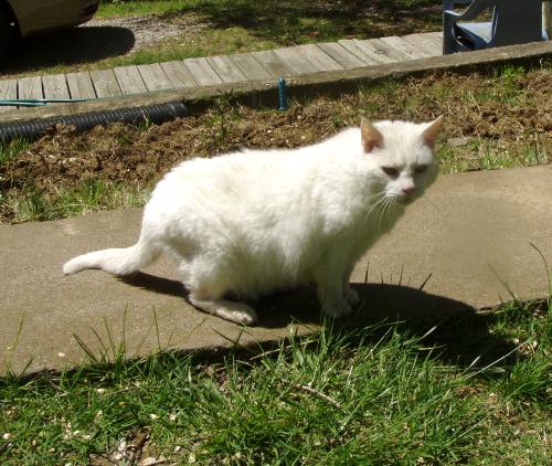 Miss Sasha Kitty - This is a picture of my white cat that I've had for eleven years.