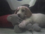 fudge - my basset hound