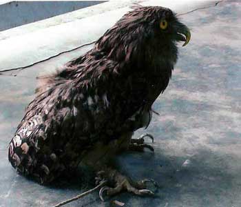fishing owl - A brown fishing owl, popularly known as hudoo, which was rescued, treated and subsequently released.