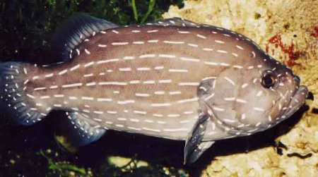 golden striped grouper - This is a golden striped grouper fish. I knows very little about it. Can you provide me some more info. on it.