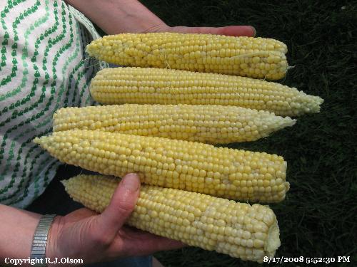 Minnesotan Sweet Corn - Picked from my garden Sunday 8-17-2008