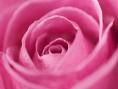 Rose - A pink rose