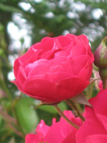 Roses - A close up of one of many roses I have in my yard. =)