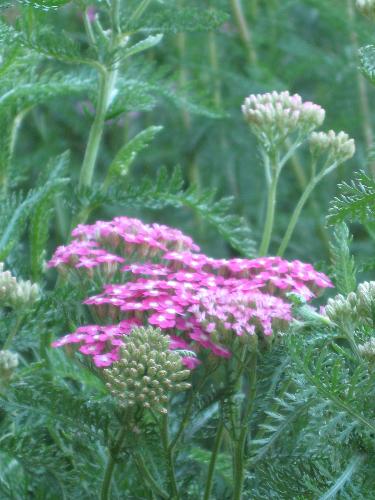 Flowers - More flowers in my yard.
