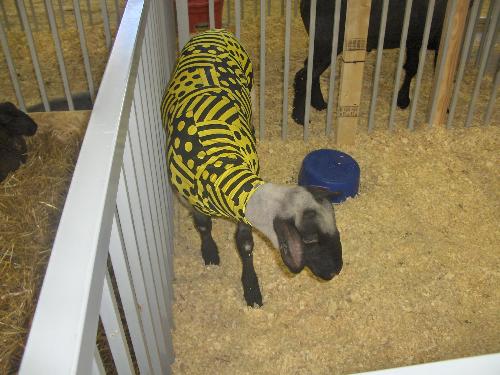 Sheep in Jackets - Sheep at the Fair
