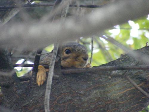 squirrel - This squirrel teases my dog, Sophie, every day. It must not have anyone to play with because it seems to have great fun jumping from limb to limb, tree to tree and up and down, chattering at the dog. Here is the squirrel laying flat on the branch ready for a nap. She was exhausted after playing with the dog.