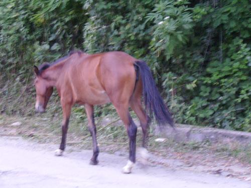 Horse from the back - I was taking a stroll with my girlfriend on the countryside road and meet up with some horses - picture taken from the back - july 2008