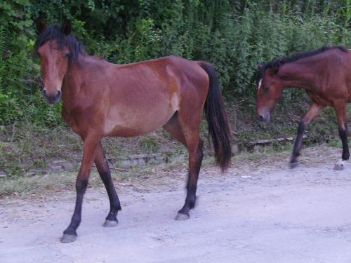2 horses - 1 picture - I was taking a stroll with my girlfriend on the countryside road and meet up with some horses - picture taken from the front - july 2008
