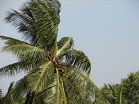 coconut - Coconut tree