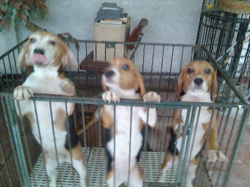 dogs - I love my dogs very much. They make good companion. They cheer me up whenever I feel down. I have pictures of some of my dogs. They are beagles.