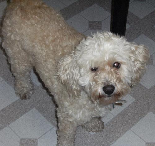 Crazy Daisy The Family Cockapoo - Taken August 2008. Toronto, Canada Fuji Digital Image  Beige Cockapoo 9 years young.
