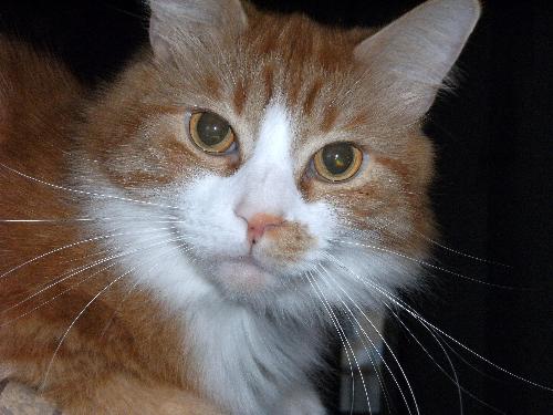 Niles. My baby boy! - Loves to operate the computer keyboard. Likes watching T.V. Is the biggest 'suck-up' in the world. Loves attention, and can't get enough of it.  Orange Tabby, with Persian-like fur.