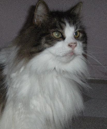 Sputnick....Mr. 'Little Big Daddy'! - Father of Niles, and the smallest of the family litter. 6 year old black & white Persian. Thinks he's the boss, and can prove it with his LOUD meows. He loves to lick you anywhere he can find a clear patch of skin. Has only 4 teeth. His favorite pass time is to phone long distance.
