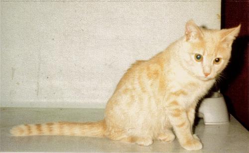 Squeaky...the orphan. - Beige short hair Tabby. Aptly named...squeaks but never meows. Is somewhat skiddish, but very affectionate when HE wants to be. Approximately 4 years old. Will wait to eat after everyone else has finished theirs. Is somewhat of a loner, but loves to play with Daisy.
