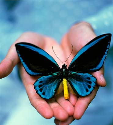 Help out a butterfly - It breaks my heart to see a butterfly struggling,on it's last wings,so to speak.Help out a butterfly in distress.