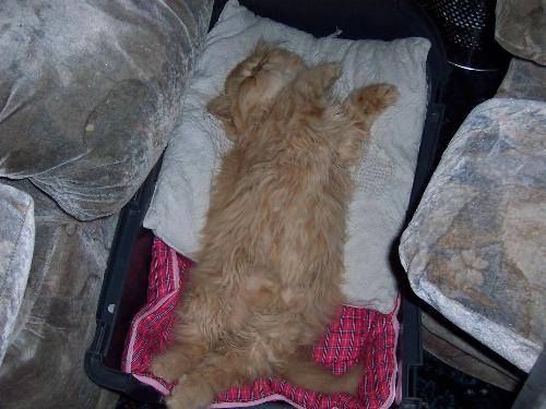 my persian - my persian cat named ruby, asleep on her back