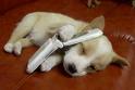 phone - dog on phone