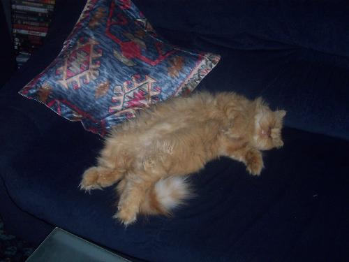 ruby - my cat in her sleeping position lol