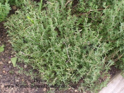 Thyme - I am growing this Thyme in my garden this year - herb great with lemon, garlic, and basil, as well as usedd as a garnish in salads and chowders, used with any meat, casseroles, soups, vegetables, soups and stews.