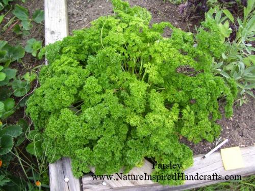 Parsley  - I am growing this Parsley in my garden this year - popular around the world, great used in French and Middle Eastern dishes.