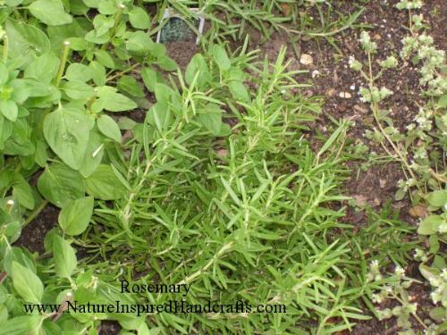 Rosemary  - I am growing this Rosemary in my garden this year - goes great with just about any meat or fish, eggs, cheeses, veggies and other herbs