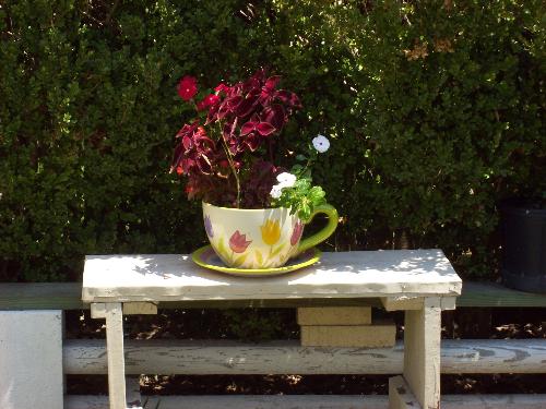 The Tea Cup Planter - When my grandmothers health permits, she enjoys doing projects with her gardening club. This teacup planter is one of the projects they did recently. Isn't the oversized teacup and saucer cute?