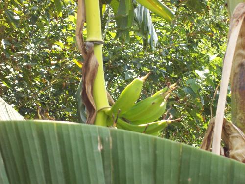 She grows bananas in the back yard - My grandmothers back yard is amazing. She even grows bananas in the back yard. :)