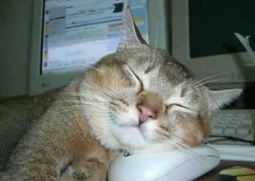 sleeping  - This cute cat fell asleep while surfing on the internet.Hey,you really need some sleep,kitty.