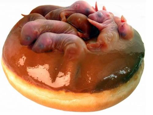 Hamster Donuts - Hoax or truth? Nobody knows. Anybody care for some Hamster Donuts?