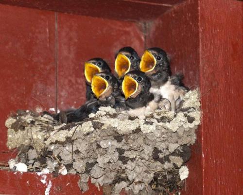 Hungry Baby Birds - These little baby bird are hungry!