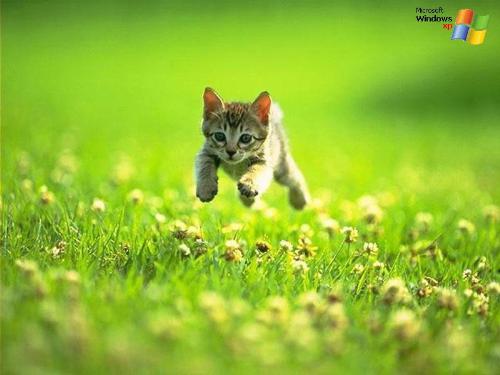 windows xp cat wallpapre - the cute cat in the windows xp wallpaper