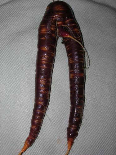 Purple Double Carrot - Maybe this could be construed as quite rude for a carrot!