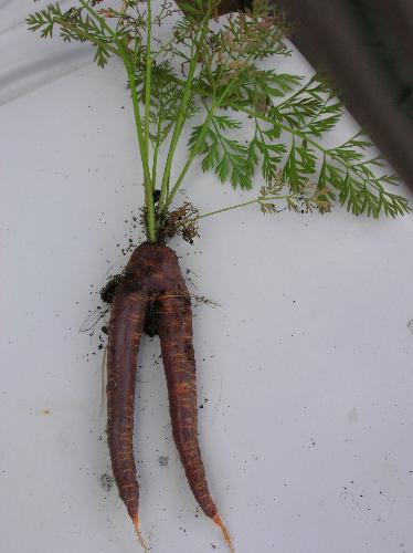 Purple Double Carrot - This purple carrot was pulled from my garden on Sunday and roasted!