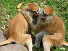 relations - Two of the young ones were engaged ...