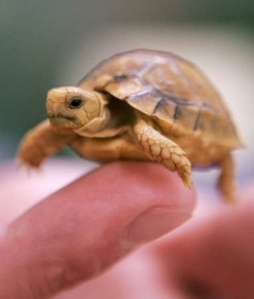 tortoise - tortoise is cute