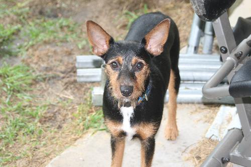 Cooper - My monster puppy. I don't remember training being this difficult.