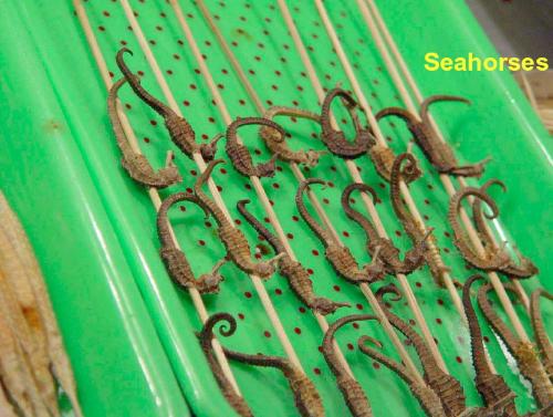 Olympics 2008 food-Seahorses - Olympics 2008 Beijing food-sea horses