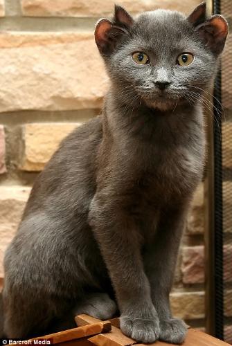 Yoda The Four Earred Cat - image of a cat with four ears.