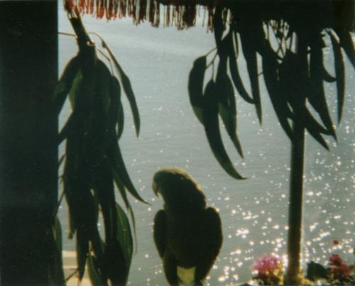 Free Parking - Our parrot sitting in the window, overlooking the water at San Quentin.