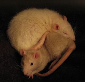 Pet rats - Two little ratties to illustrate my discussion. Oddly enough they look just like mine did when they were younger as well.