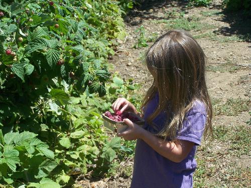 my daughter picking berries - Raspberries!