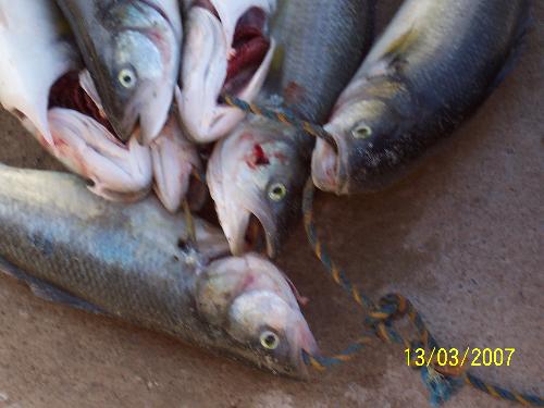 salmon we caught at berri bay - These are the fish we caught at the beach surf fishhing on yorke peninsula.