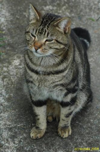 The bored cat - 1 of 4 - The bored cat - 1 of 4  Cat cat cat