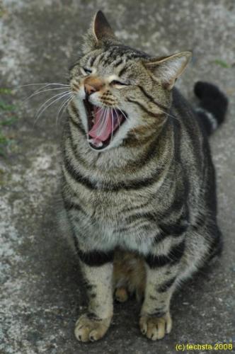 The bored cat - 3 of 4 - The bored cat - 3 of 4  cat cat cat