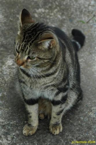 The bored cat - 4 of 4 - The bored cat - 4 of 4  cat cat cat  hope you enjoyed :)