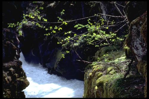 Natural Beauty - Flow of Pure Water. This water flow to a river and the river water flow to the sea. Who can save this Pure water?